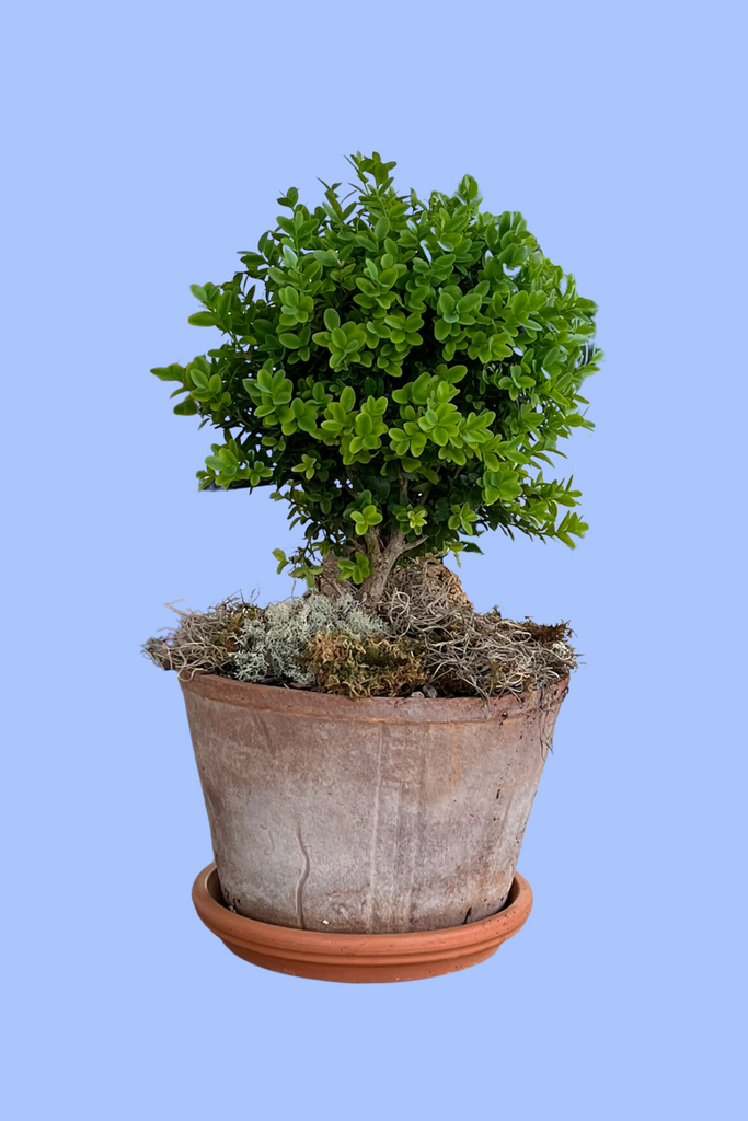 boxwood topiary