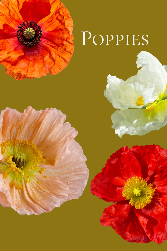 how to grow poppies